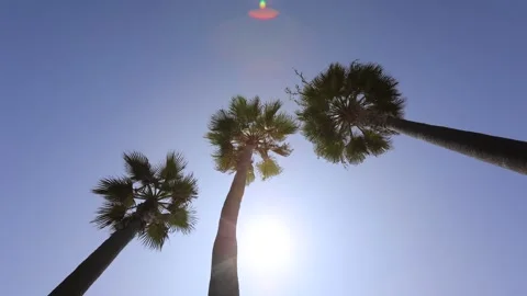 Sunny Day Palm Trees Stock Footage 146560736