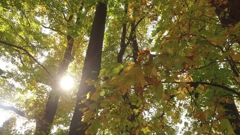 Sunny day in park Stock Footage 70649877