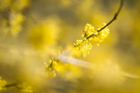 Sunny day Stock Photos