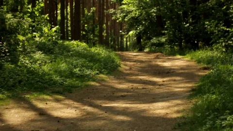 Sunny day in a pine forest, forest road, vertical upward slow motion, sun rays  Stock Footage 108726990