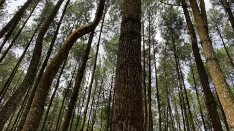 Sunny day in pine forest. Low Angle Camera. 4k Vídeos de archivo 247010362