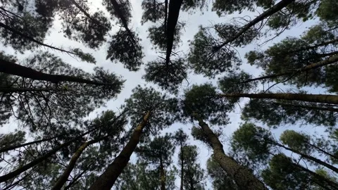 Sunny day in pine forest. Low Angle Camera. 4k Video stock 247010370