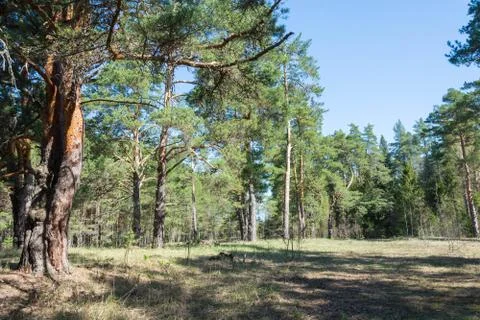 A Sunny day in a pine forest. Stock Photos