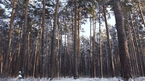 Sunny day in a pine forest in winter Stock Footage 121313336