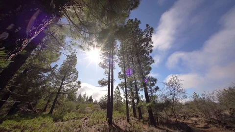 Sunny day in a pine tree forest in Spain, Tenerife, Canary Islands Stock Footage 129134354