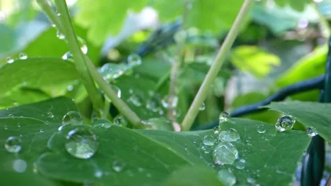 A sunny day provides the backdrop for macro filming of water droplets on gr.. Stock Footage 240611581