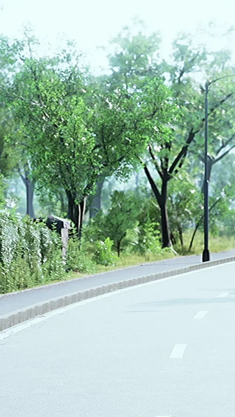 Sunny day in a quiet park with trees lining the empty road Stock Footage 337943398