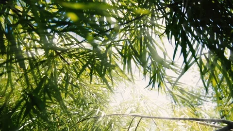 On a Sunny day in the rainforest .Sunlight shines through the green leaves of th 스톡 동영상 90248066