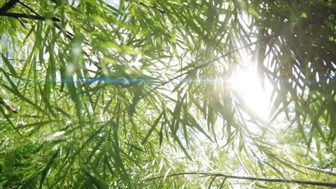 On a Sunny day in the rainforest .Sunlight shines through the green leaves of th 스톡 동영상 90248071