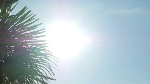 Sunny day . The rays of the sun make their way through the leaves of the palm Video stock 81678682