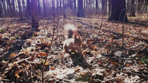 On a sunny day a red squirrel quickly runs on autumn foliage and climbs a tree Stock Footage 189900361