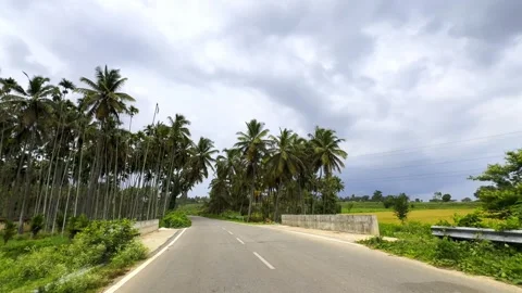 Sunny day on a road between field of coconut trees in south india Stock Footage 312300542