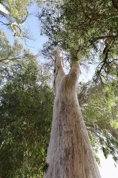 Sunny day in the shade of eucalyptus trees Stock Photos