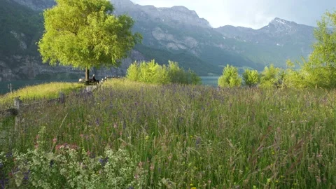 Sunny Day With Single Tree In The Meadow. Nature Background. Alpine Meadow Stock Footage 221444937
