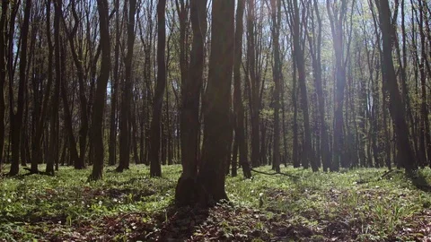 Sunny Day Spring Forest Видео 74334690
