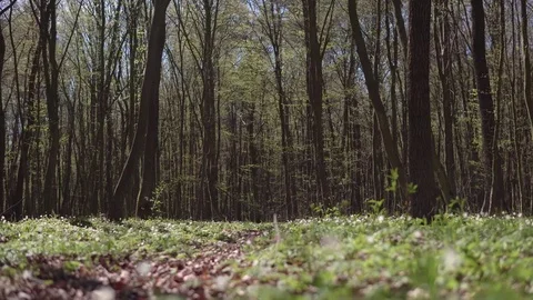 Sunny Day Spring Forest Road Stock Footage