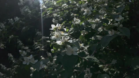 On sunny day, sunlight illuminates Mock Orange's white petals, backlit by sun Видео 335908329