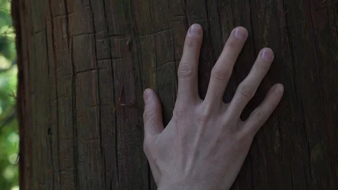 On a sunny day, a tree with bark, a human hand touches a tree, long branches Video stock 109300463