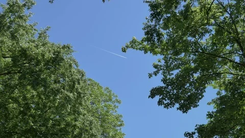 Sunny day trees background 스톡 동영상 75658420