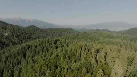 On a sunny day a video capturing the mountains and green forests with tall pine Stock Footage 265510017