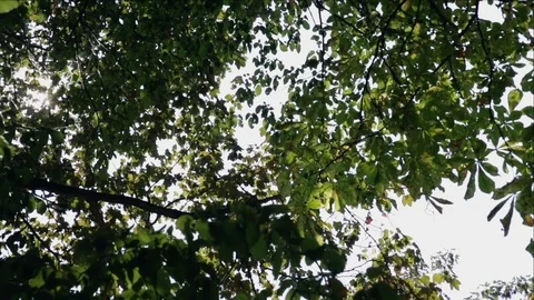 Sunny day warm sunlight breaking through the leaves of trees 100 years Stockbeeldmateriaal 77065022