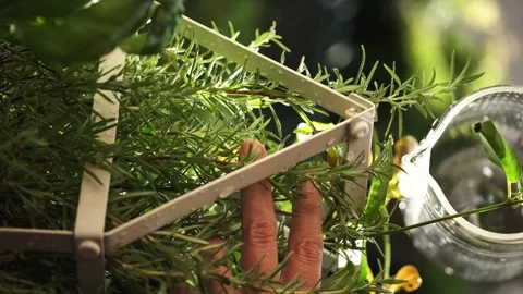 In a sunny day watering green plants on the balcony. Home garden, take cure  Stock Footage 246428053