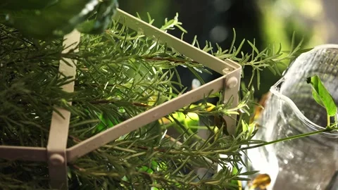 In a sunny day watering green plants on the balcony. Home garden, rosemary plant Stock Footage 246428362