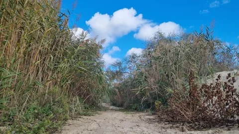 Sunny Day with White Clouds over Green Bushes and Trees in 4K Stock Footage 319008936