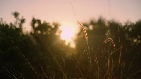 Sunny day wind blowing on dune grass at the Coast. Florida Stock Footage 70882783