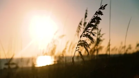 Sunny day wind blowing on dune grass at the Coast. Florida Stock Footage 70883561