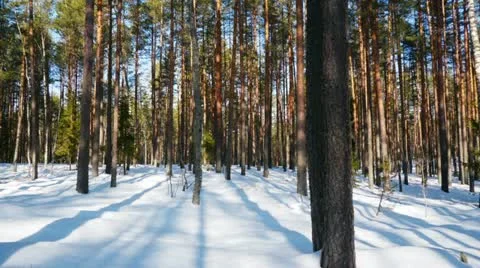 Sunny day in winter forest Stockbeeldmateriaal 21681774
