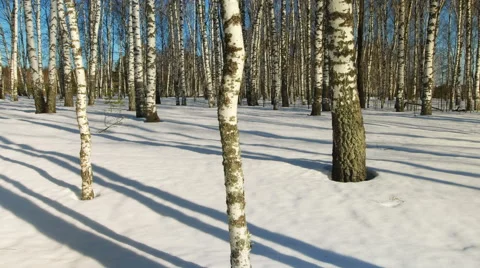 Sunny day in winter forest 스톡 동영상 67550843