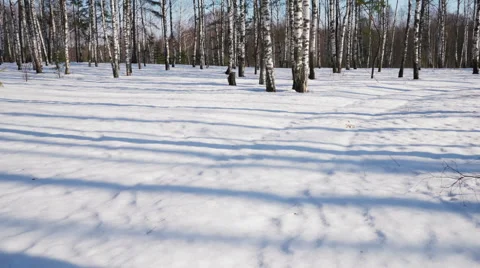 Sunny day in winter forest 스톡 동영상 67550879