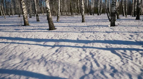 Sunny day in winter forest 스톡 동영상 67550908