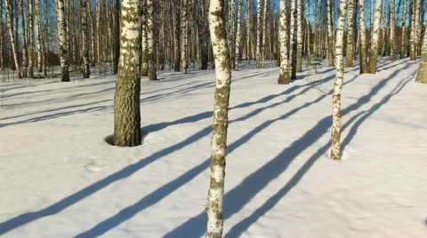 Sunny day in winter forest Stock-Footage 67550935