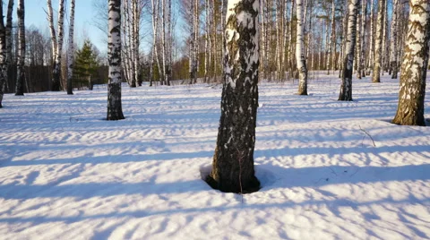 Sunny day in winter forest Stock-Footage 67551217