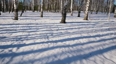Sunny day in winter forest Stock-Footage 67551232