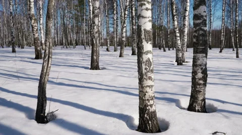Sunny day in winter forest 스톡 동영상 68515518