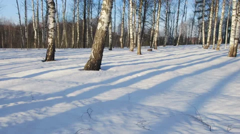 Sunny day in winter forest Stock-Footage 68515776