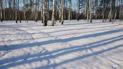 Sunny day in winter forest 스톡 동영상 68516336
