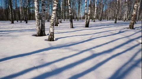 Sunny day in winter forest Vidéo 68516608