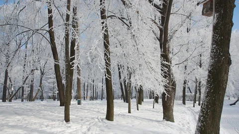 A sunny day in the winter forest. Stock Footage 89622099