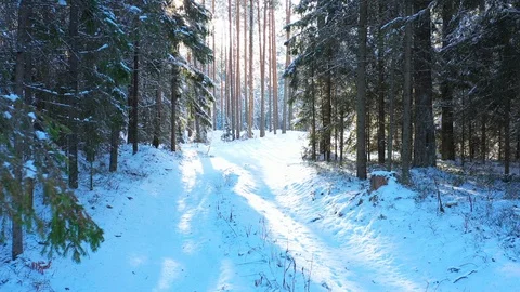 Sunny Day In Winter Forest Stock Footage 124500534