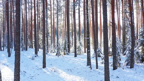 Sunny Day In Winter Forest Stock Footage 124501347