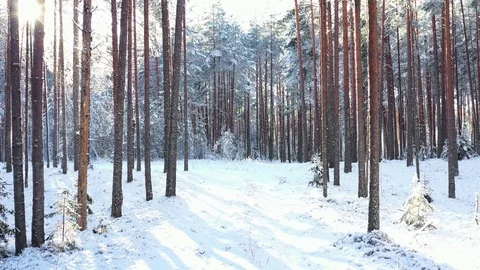 Sunny Day In Winter Forest Stock-Footage 124502251