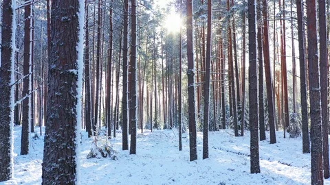 Sunny Day In Winter Forest Stock Footage 124727336