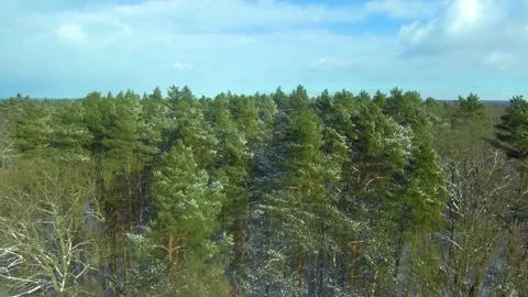 Sunny day in the winter forest Stock Footage 146711469