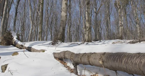 Sunny day in winter forrest, beech wood, 4k Video stock 87776963
