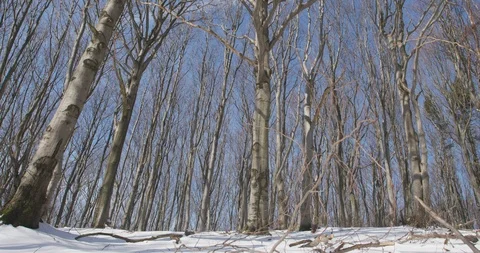 Sunny day in winter forrest, beech wood, 4k Stock Footage 87777003