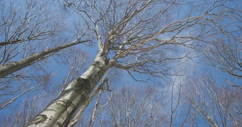 Sunny day in winter forrest, beech wood, 4k Stock Footage 87777105